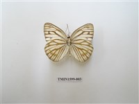 藏品(黑脈粉蝶)的圖片